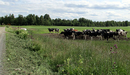 kylän lehmät tien varressa